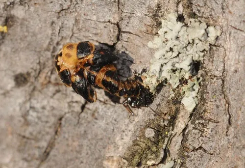 LADYBUG STAGES--These photos were taken Jan. 19 in Fairfield, Solano County, California. (Photos by Kathy Keatley Garvey)