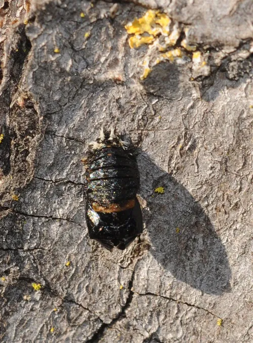 Pupa