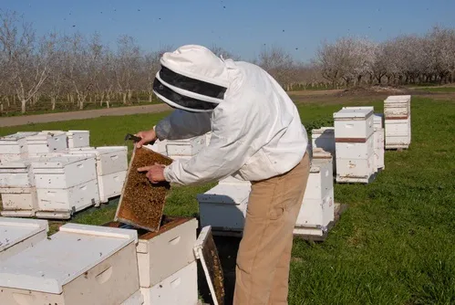 TENDING BEES--Michael "Kim" Fondrk of UC Davis tends his bees in a Dixon almond orchard. This photo appeared in The IPM Practitioner. (Photo by Kathy Keatley Garvey)