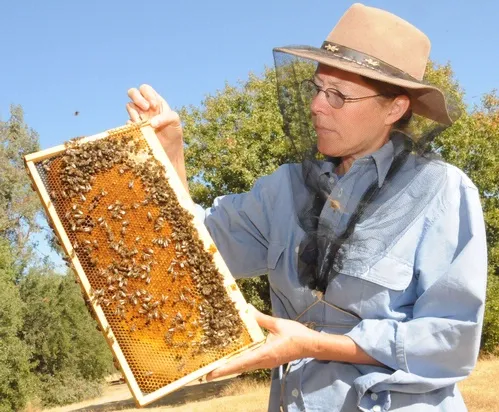CHECKING THE FRAME--UC Davis bee breeder-geneticist Susan Cobey checks the health of a frame of bees. This photo appeared in The IPM Practitioner. (Photo by Kathy Keatley Garvey)