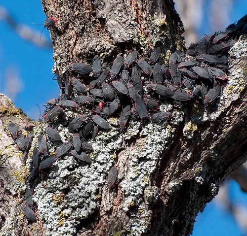 SOAPBERRY BUGS--These seed-feeder bugs (Jadera haematoloma) attract a lot of attention. (Photo by James Moehrke)