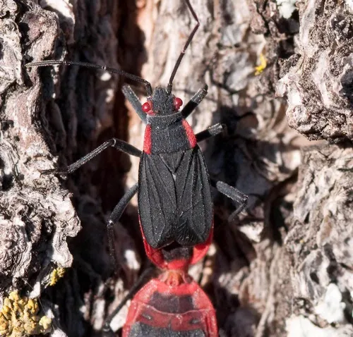 RED SHOULDERS--The red-shouldered soapberry bugs are also known as "golden raintree bugs." They're mostly black except for the red eyes and shoulders. (Photo by James Moehrke)