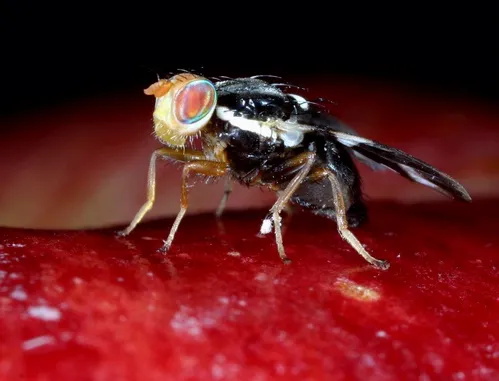 This is a female apple maggot fly (Rhagoletis pomonella) on the surface of an apple (Photo by Andrew Forbes)