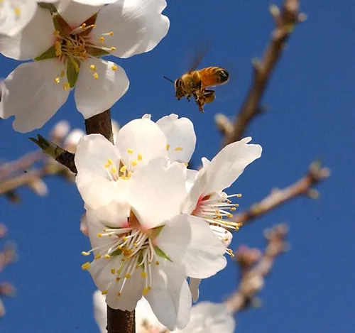 A HONEY BEE targets almond blossoms, a sign that spring can't be far behind. However, 2009 will be a challenging year for both almond growers and beekeepers, according to UC Davis apiculturist Eric Mussen. (Photo by Kathy Keatley Garvey)