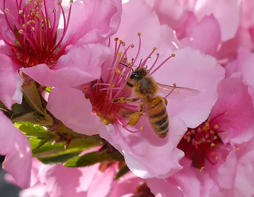 PURE GOLD--A honey bee in a nectarine blossom. (Photo by Kathy Keatley Garvey)