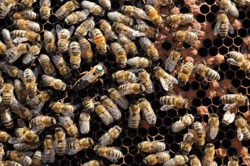 QUEEN BEE (center with the dot) is tended by worker bees. Bees are social insects, creating a highly social organization with set duties and responsibilities. (Photo by Kathy Keatley Garvey)