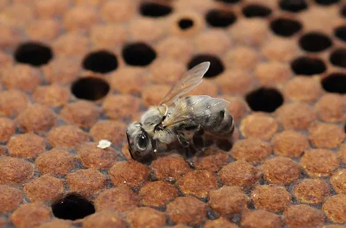 NEWBORN BEE--A newborn bee at the Harry H. Laidlaw Jr. Honey Bee Research Facility at UC Davis struggles to right herself. (Photo by Kathy Keatley Garvey)