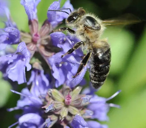 VETERAN BEE--This bee gathering pollen from sage is nearing the end of her lifespan, which is four to six weeks during the busy season. Notice the lack of hair on her thorax, an indication of "old" age. (Photo by Kathy Keatley Garvey)
