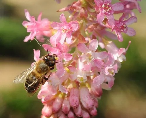 CLOSE-UP of honey bee as she finds herself "in the pink," the pink being Claremont pink currant (Ribes sanguineum var. glutinosum 'Claremont'). (Photo by Kathy Keatley Garvey)