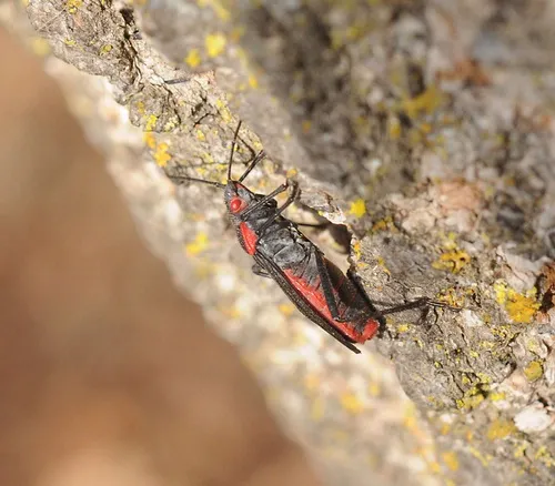 SOLITARY SOAPBERRY BUG climbs a tree in the UC Davis Arboretum, a good place for nature walks and insect observations. (Photo by Kathy Keatley Garvey)