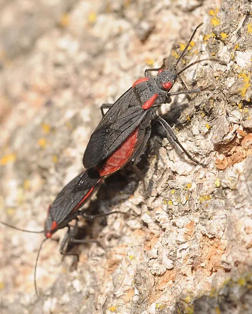 SOAPBERRY BUGS IN LOVE--These soapberry bugs are doing what comes naturally. UC Davis biologist Scott Carroll says soapberry bugs are "good mothers and avid lovers." (Photo by Kathy Keatley Garvey)