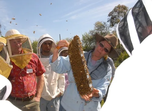 SUSAN COBEY shows a frame to the students in her 2008 class, "The Art of Queen Rearing." (Photo by Kathy Keatley Garvey)