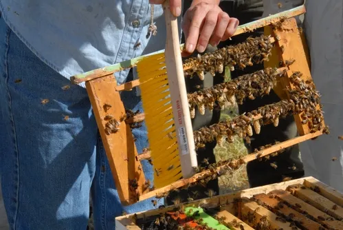 CLOSE-UP OF QUEEN CELLS--This frame shows the peanut-shaped queen cells. (Photo by Kathy Keatley Garvey)