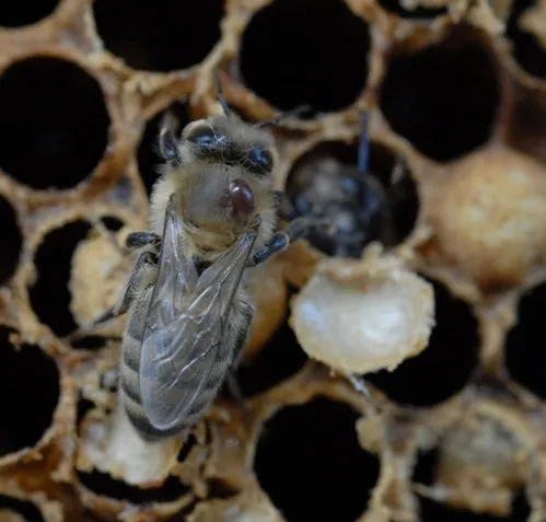 VARROA MITE on drone. (Photo by Kathy Keatley Garvey)