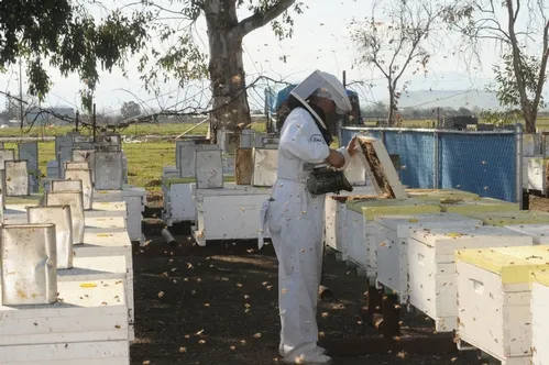 CLOSE--A beekeeper smokes a hive at Olivarez Honey Bees, Inc. in Orland. (Photo by Kathy Keatley Garvey)