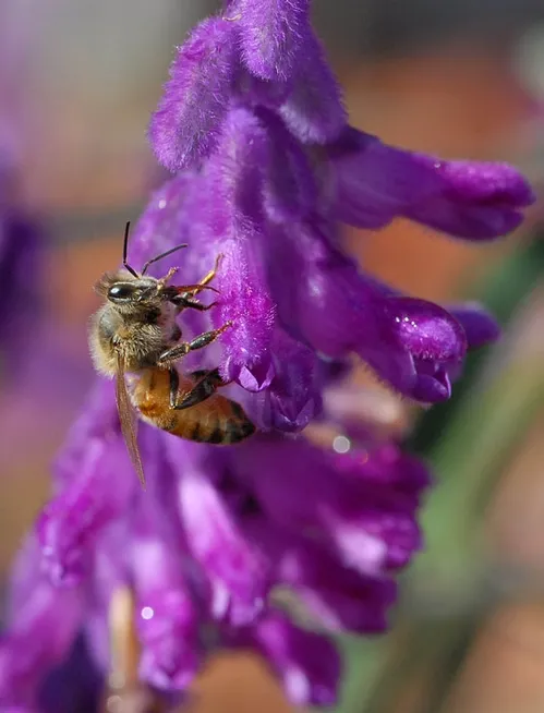 THE VISITOR--A honey bee gathers nectar on salvia (sage), a popular plant in bee friendly gardens. (Photo by Kathy Keatley Garvey)
