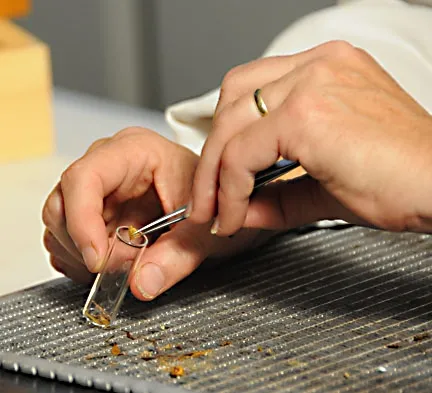 RE-ENACTMENT--In this re-enactment photo, the hands of Lynn Kimsey remove insects from a car radiator. (Photo by Kathy Keatley Garvey)