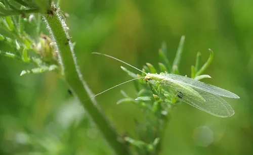 WHERE'S DINNER?--This green lacewing (Chrysopa spp.) checks out the menu in a UC Davis flower garden. (Photo by Kathy Keatley Garvey)