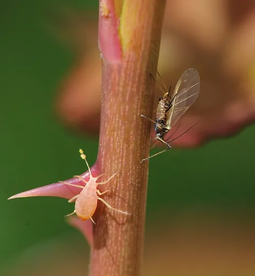 APHIDS ON A ROSE BUSH--Aphids suck plant juices, as these are doing here. (Photo by Kathy Keatley Garvey)