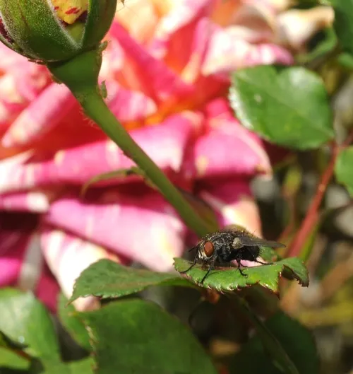 FLY ON A ROSE--We're accustomed to seeing insects on roses, but not flies. (Photo by Kathy Keatley Garvey)