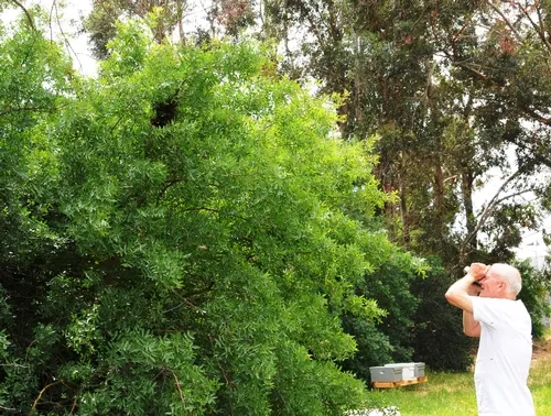 BEES SWARM into a tree at the Harry H. Laidlaw Jr. Honey Bee Research Facility, UC Davis, as veteran beekeeper Bill Weinerth of Ventura video-tapes the action. (Photo by Kathy Keatley Garvey)