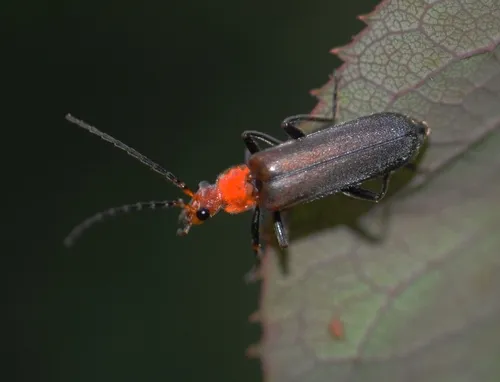 WHERE'S BREAKFAST? A soldier beetle searches for aphids on a rose bush. (Photo by Kathy Keatley Garvey)