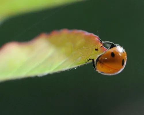 QUICK TURN--A ladybug executes a quick turn on a rose leaf. (Photo by Kathy Keatley Garvey)