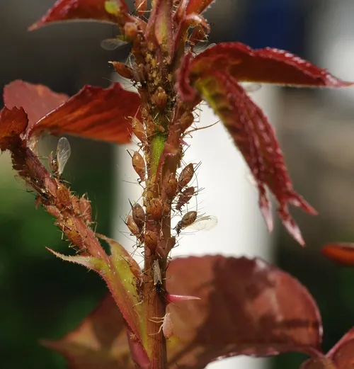 BEFORE the soldier beetles came to visit, aphids clustered on the rose bushes to suck out plant juices. (Photo by Kathy Keatley Garvey)