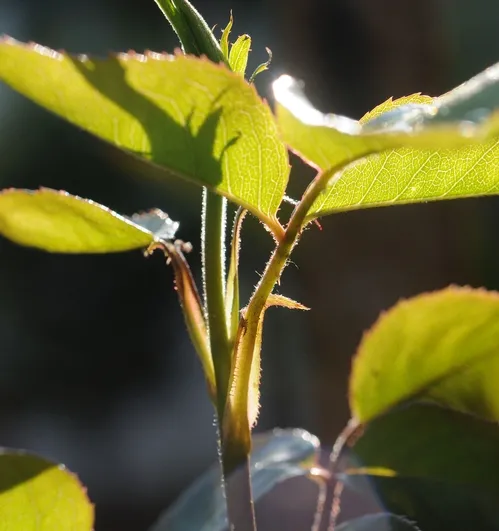 AFTER the soldier beetles came to visit, they cleaned off the aphids (with the help of a few ladybugs). "Look, Ma! No aphids!" (Photo by Kathy Keatley Garvey)