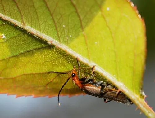 SOLITARY soldier beetle scours for aphids on a rose leaf. (Photo by Kathy Keatley Garvey)
