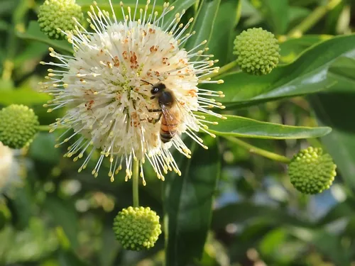 BUTTON WILLOW--This photo of a honey bee nectaring a button willow appears in the New York Times' article on "Let's Hear It for the Bees" by guest writer Leon Kreitzman. (Photo by Kathy Keatley Garvey on a Yolo County farm tour)