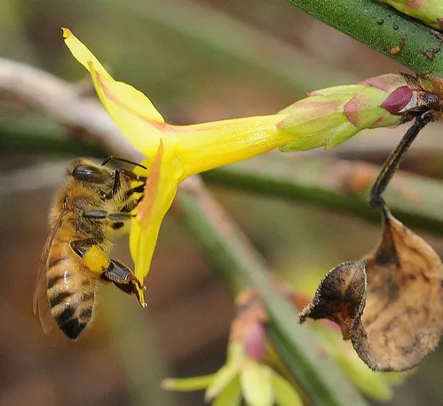 Pollen-packing honey bee in winter jasmine (Jasminum nudiflorum) in Storer Gardens, University of California, Davis. (Photo by Kathy Keatley Garvey)