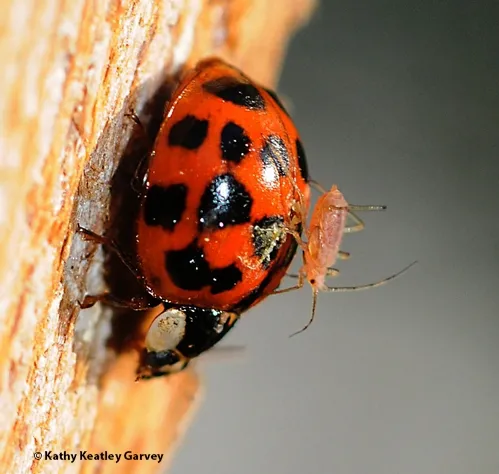 THE PREDATOR AND THE PREY--An aphid, like a cowboy on a bucking rodeo bull, rides a ladybug. (Photo by Kathy Keatley Garvey)
