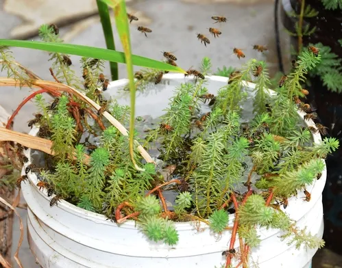 THIS REGULARLY WATERED PLANT at the Harry H. Laidlaw Jr. Honey Bee Research Facility, UC Davis, provides a steady supply of water for bees. (Photo by Kathy Keatley Garvey)
