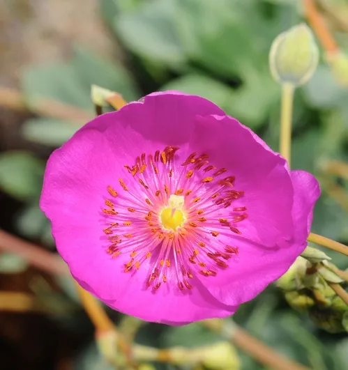 ROCK PURSLANE (Calandrinia grandiflora) opens in the morning sun. (Photo by Kathy Keatley Garvey)