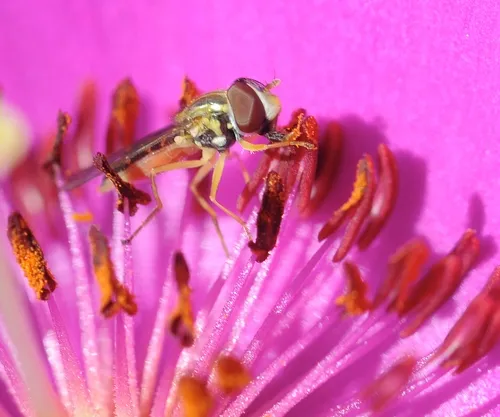 HOVER FLY is drawn to the nectar. (Photo by Kathy Keatley Garvey)
