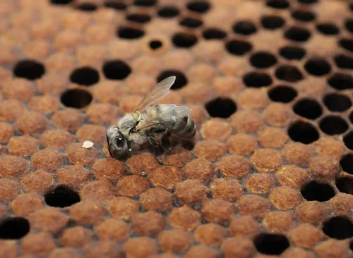 NEWBORN BEE: What's in store for this newborn bee and her family? (Photo by Kathy Keatley Garvey)