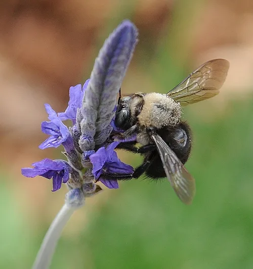 A male carpenter bee (Xylocopa tabaniformis) nectars on lavender. (Photo by Kathy Keatley Garvey)