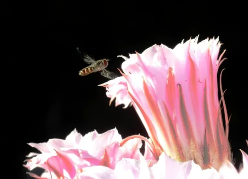 SYRPHID or flower fly aims for a cactus blossom. A high shutter speed slows the wing action. (Photo by Kathy Keatley Garvey)