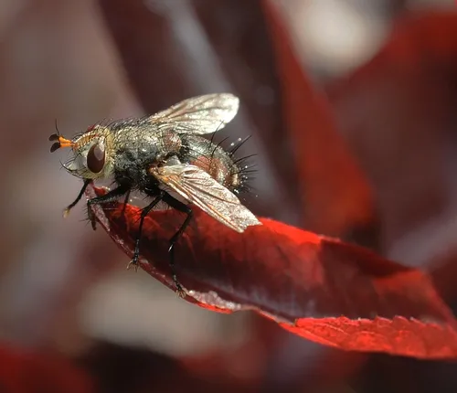 TACHINID FLY is covered with thick, dark bristles on its abdomen. In its larval stage, this insect parasitizes caterpillars, especially Lepidoptera. (Photo by Kathy Keatley Garvey)