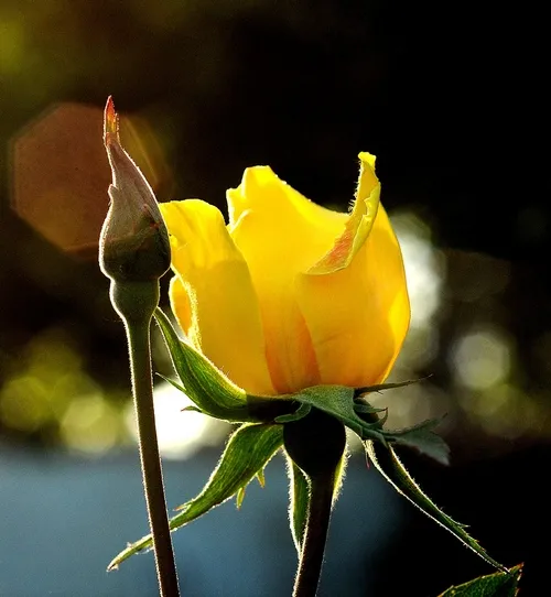 THIS YELLOW ROSE is free of aphids and rose weevils. (Photo by Kathy Keatley Garvey)