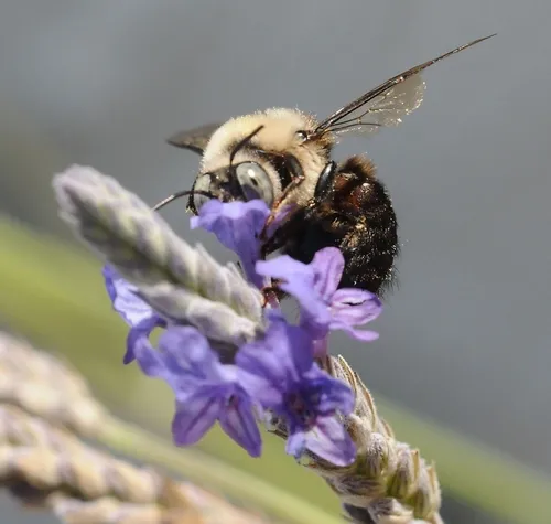 HEAD IN THE BLOSSOM, eyes alert, a carpenter bee nectars the lavender. (Photo by Kathy Keatley Garvey)