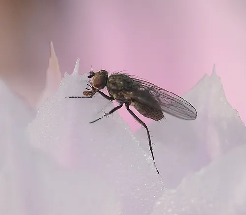 A FLY on a cactus flower: an almost ethereal image. (Photo by Kathy Keatley Garvey)