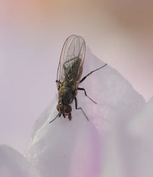 A FLY is the sum of its moving parts. (Photo by Kathy Keatley Garvey)