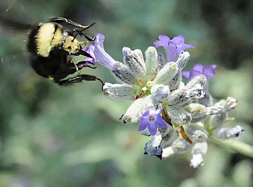 SWEET NECTAR--A yellow-faced bumble bee (Bombus vosnesenskii) gathers nectar in the UC Davis Arboretum. (Photo by Kathy Keatley Garvey)