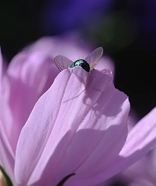 BOTTLE-GREEN blow fly, the color of emeralds, on a pink cosmos. (Photo by Kathy Keatley Garvey)