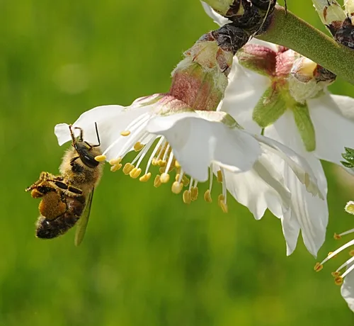 THIS HONEY BEE is pressing her load of pollen, forming it into a pellet. (Photo by Kathy Keatley Garvey)