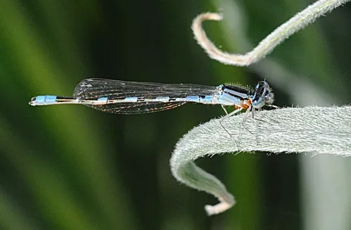A DAMSELFLY, probably a bluet, perches on a tower of jewels, a bee-friendly plant. Now it's a damselfly-friendly plant. (Photo by Kathy Keatley Garvey)