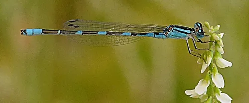 LONG AND THIN, a damselfly looks somewhat like a darning needle. This one was at the Yolo Causeway last year. (Photo by Kathy Keatley Garvey)