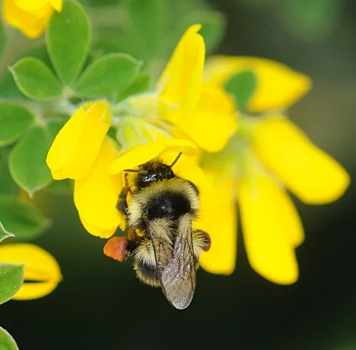 A BUMBLE BEE nectars flowers on the grounds of the Marshall (Calif.) Post Office in Marin County. (Photo by Kathy Keatley Garvey)